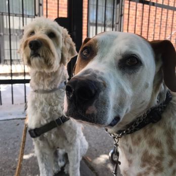 Jason the Dog Walker & Co. - Dog Walkers Near Me