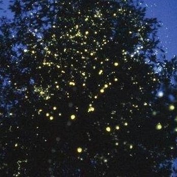 Iwahig Firefly Watching - Photos from Google since mine were just black screen shots - Rafting/Kayaking Near Me - Puerto Princesa, PLW