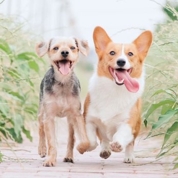 Royal Luxury Mobile Pet Grooming - Mobile Pet Grooming
Best Pet Groomers in Houston
Dog Walkers
Pet Waste Removal Services - Pet Groomers Near Me Royal Luxury Mobile Pet Grooming - Mobile Pet Grooming
Best Pet Groomers in Houston
Dog Walkers
Pet Waste Removal Services - Pet Groomers Near Me
