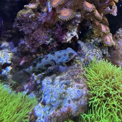 Aquatic Design Aquariums