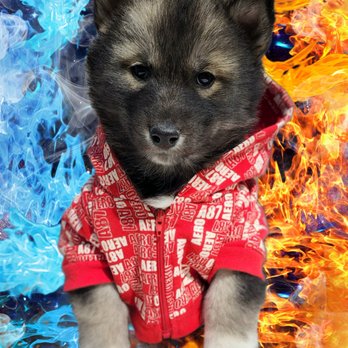 Skyler's Siberians - Pet Breeders Near Me Skyler's Siberians - Pet Breeders Near Me