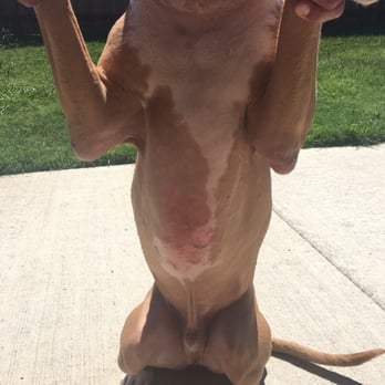 Camp Diggy Bones - The red bump and scar starting to heal after I've treated with Benadryl - Pet Boarding Near Me - Lavon, Texas