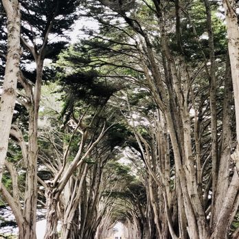 Cypress Tree Tunnel - 07/16/2020: Finally, my first time here... - Parks Near Me - Inverness, California Cypress Tree Tunnel - 07/16/2020: Finally, my first time here... - Parks Near Me - Inverness, California
