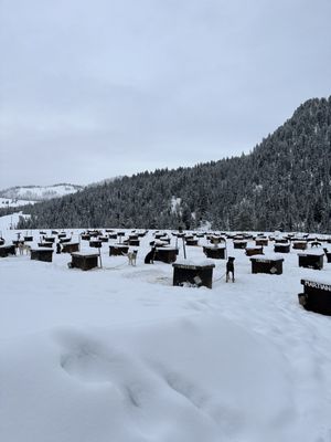 Jackson Hole Iditarod Sled Dog Tours by null