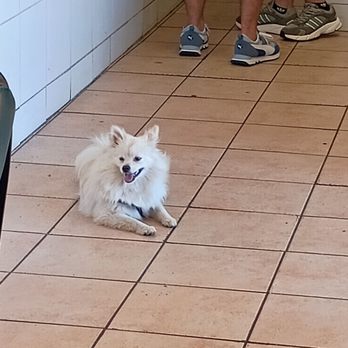 Macho Cafe - Cute Pomeranian owned by a patron - Mexican Near Me - San Gabriel, California