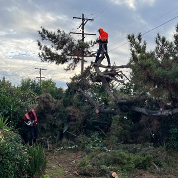 Al’s Tree Care - Tree Services Near Me