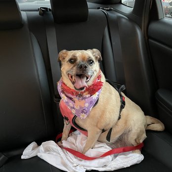 San Dimas Pet Clinic - Nala is doing much better after her prescribed insulin therapy :) - Veterinarians Near Me - San Dimas, California San Dimas Pet Clinic - Nala is doing much better after her prescribed insulin therapy :) - Veterinarians Near Me - San Dimas, California