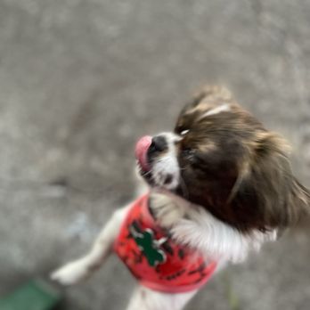 Wiggly Tails Dog Rescue - Getting a pupcup - Animal Shelters Near Me - Eugene, Oregon