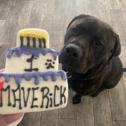 Better K9 Pet Resort - Riverside Location - Maverick, Rotticorso