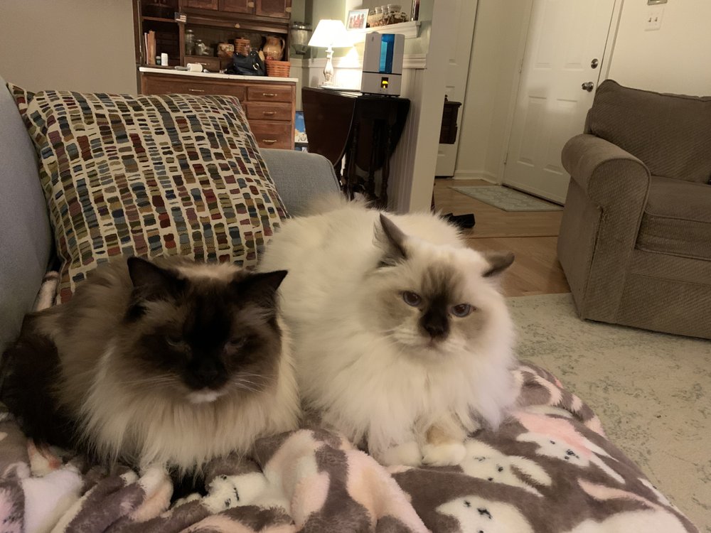 LAURA’S PET SERVICES Updated September 2024 18 Reviews Arbutus