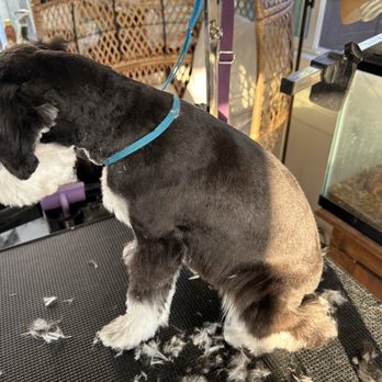We the Kulture Dog Grooming - Schnauzer cut! I do know breed cuts! - Pet Groomers Near Me - Compton, California We the Kulture Dog Grooming - Schnauzer cut! I do know breed cuts! - Pet Groomers Near Me - Compton, California