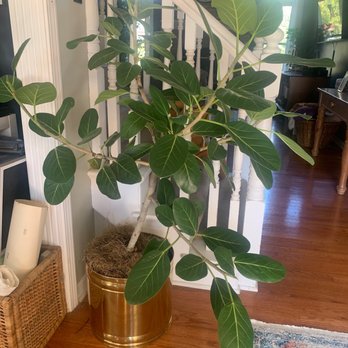 Grounded Plant & Floral - Ficus Love - Nurseries & Gardening Near Me - Indianapolis, Indiana