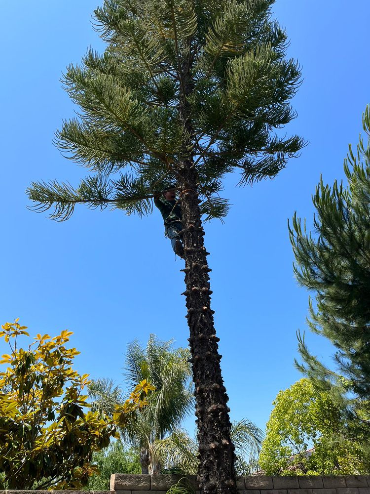 Slide of Axion Multi Services