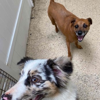 Bow Wow Care 101 - Pet Groomers Near Me - Laguna Niguel, California