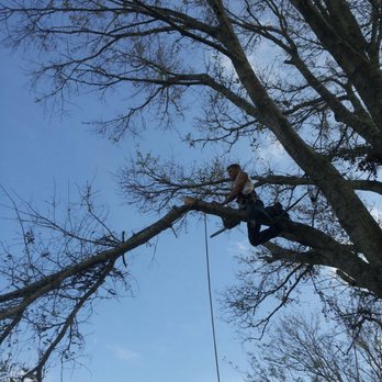 Burley Tree Removal Services - Tree Services Near Me - houma, Louisiana Burley Tree Removal Services - Tree Services Near Me - houma, Louisiana