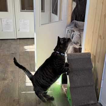 Tiny Tails Lodge - Part of their lodging includes ample time for them to explore (one kitty family at a time) - Pet Sitting Near Me Tiny Tails Lodge - Part of their lodging includes ample time for them to explore (one kitty family at a time) - Pet Sitting Near Me