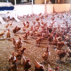 Mary's Chicken Farm