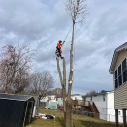 C & J Tree Services