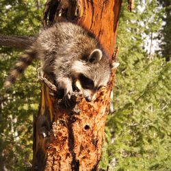 Critter Control