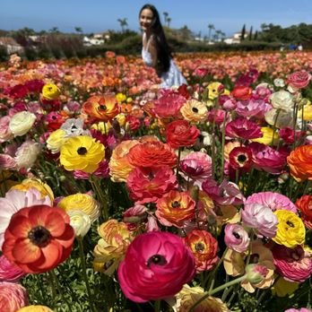 The Flower Fields - Venues & Event Spaces Near Me - Carlsbad, California The Flower Fields - Venues & Event Spaces Near Me - Carlsbad, California