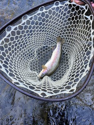 Gallatin River Guides by null