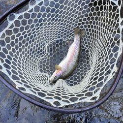 Gallatin River Guides