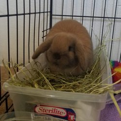 Bunny Whisperer Rabbitry
