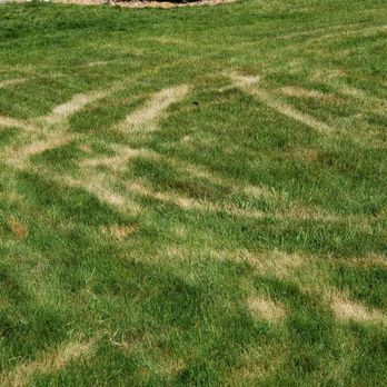 One Step Tree and Lawn Care - Tree Services Near Me - North Chili, New York One Step Tree and Lawn Care - Tree Services Near Me - North Chili, New York