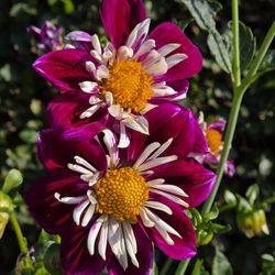 Dahliengarten Hamburg