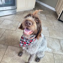 Waggin Tails