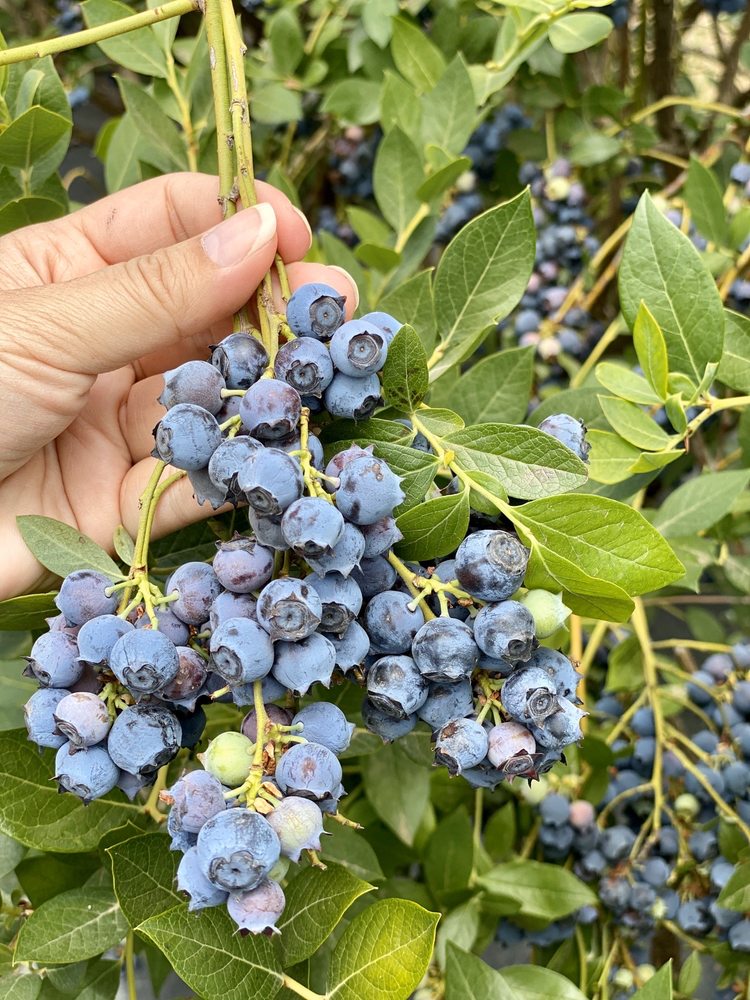 OTT FARMS Updated May 2024 149 Photos & 38 Reviews 3083 Shiloh Rd