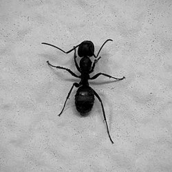 Compass Pest Control - Carpenter ants...   They will eat your home.