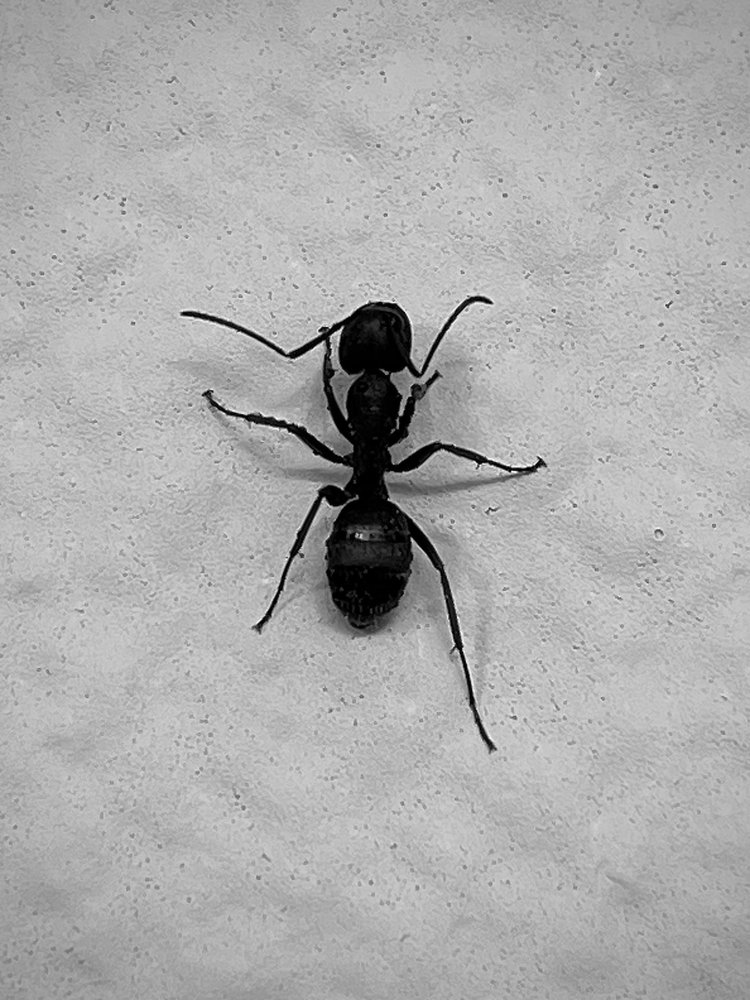 COMPASS PEST CONTROL Updated September 2024 16 Photos Kennewick