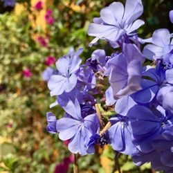 Vivero de Playas