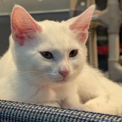 Cat Cafe
