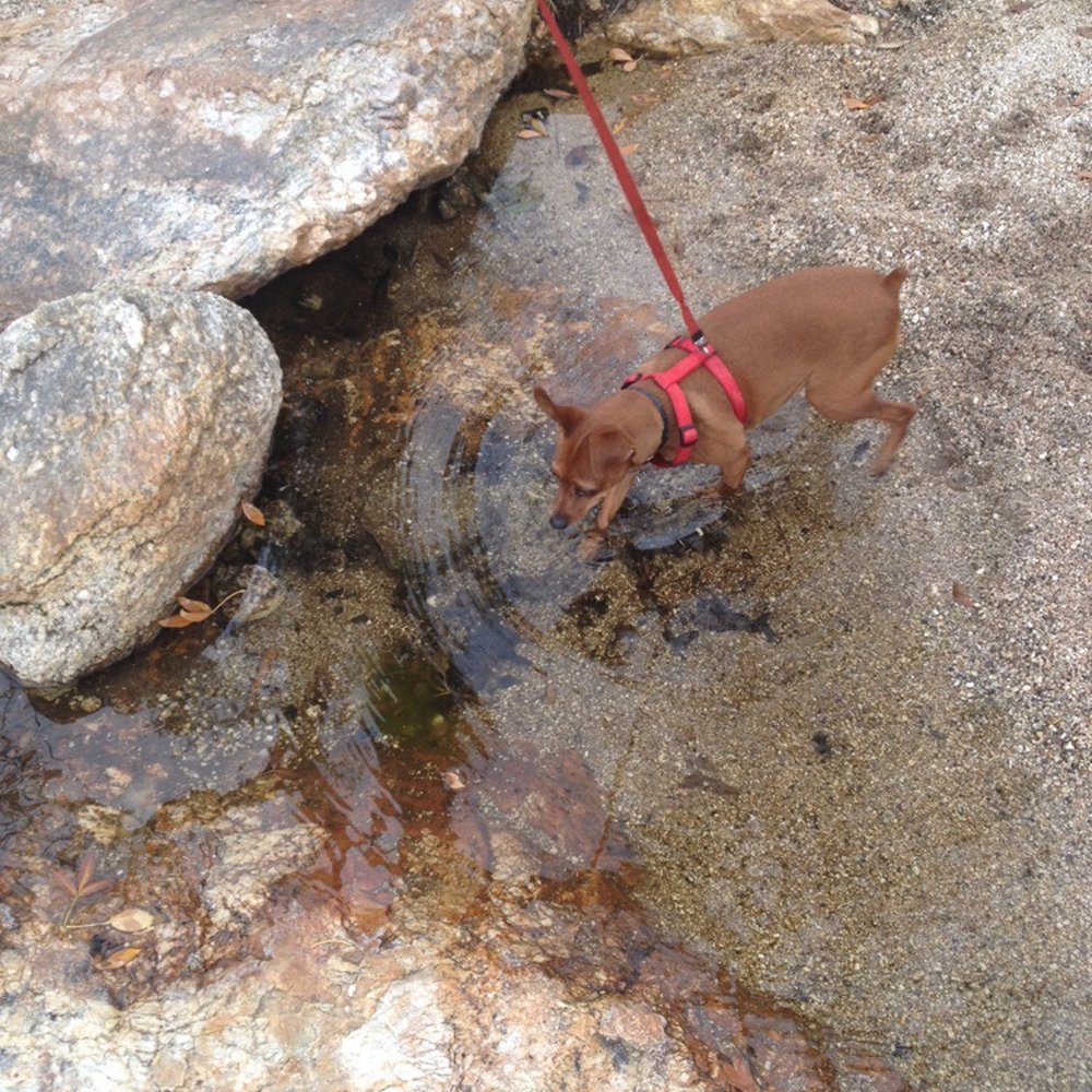 Mount Lemmon - Little dip in a small pool we found. - Hiking Near Me - Tucson, Arizona Mount Lemmon - Little dip in a small pool we found. - Hiking Near Me - Tucson, Arizona