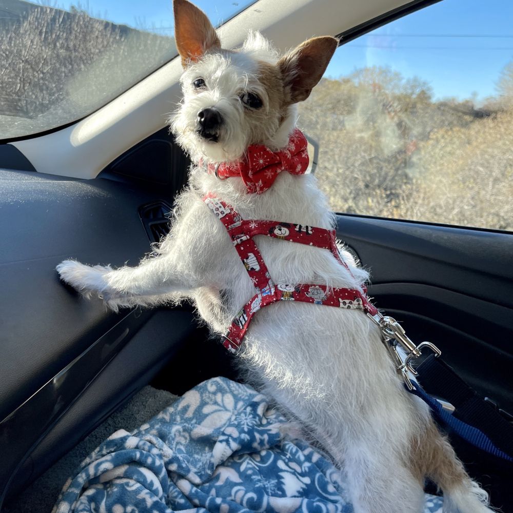 Big Dog Coastside - All ready for the Christmas party - Pet Training Near Me - Half Moon Bay, California Big Dog Coastside - All ready for the Christmas party - Pet Training Near Me - Half Moon Bay, California