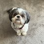 Photo of Bark Busters Home Dog Training Westchester