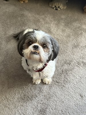 Bark Busters Home Dog Training Westchester on Yelp