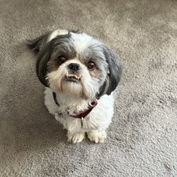 Bark Busters Home Dog Training Westchester - Another bark busted!