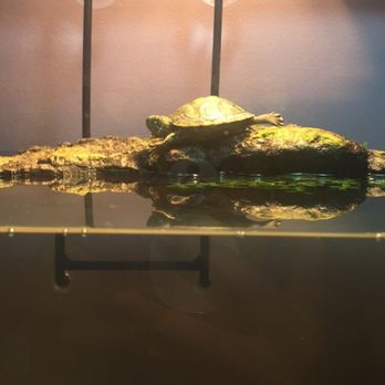 Discount Dragon Aquarium - The turtle I bought - Aquariums Near Me - Mississauga, Ontario