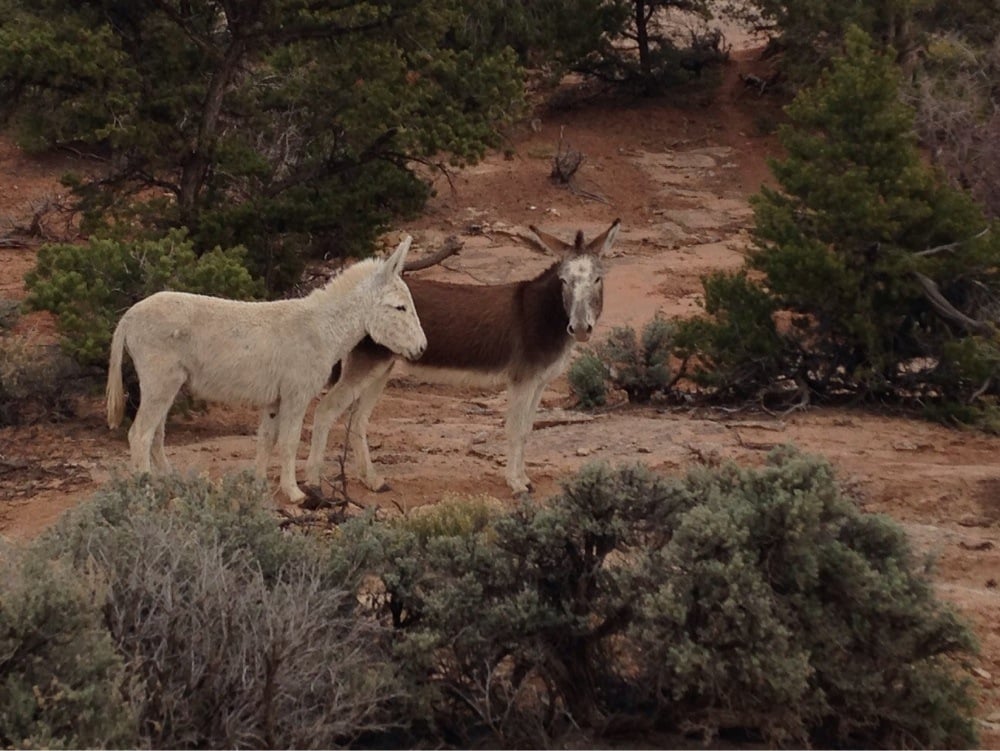 SPIDER ROCK CAMPGROUND - Updated January 2026 - 14 Photos & 12 Reviews ...