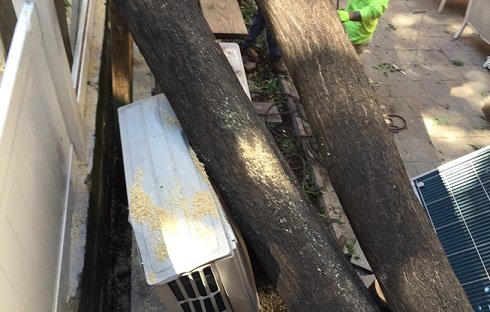 Tree Company Bronx - tree service in Bronx, NY