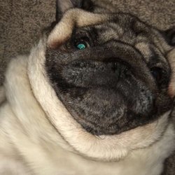 Krakow Store - My puggo was taken by someone that was at Krakow Store!! No help there. Burgers great tho. Would recommend.