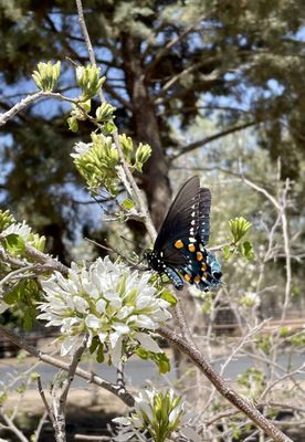 Hill Country Herb Garden Lodging by null