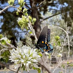Hill Country Herb Garden - Beautiful nature all over the place at Hill Country Herb Garden