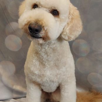 Clean Cut Grooming - Pet Groomers Near Me - Tarzana, California