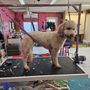 Photo of Magic wand grooming salon