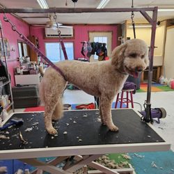 Magic wand grooming salon
