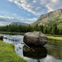 Elk Grazing Meadow